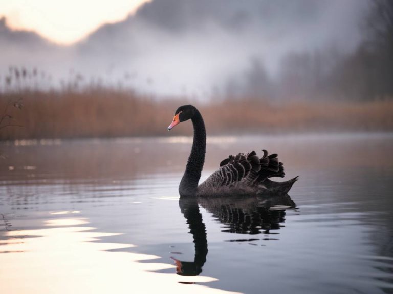 La théorie du cygne noir : impact et implications en prospection commerciale